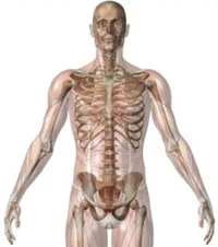 A representation of someone with musculoskeletal conditions