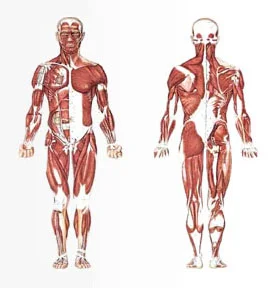 A representation of musculoskeletal physiotherapy