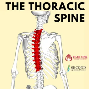 A representation of a mid-back pain