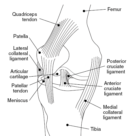 knee anatomy