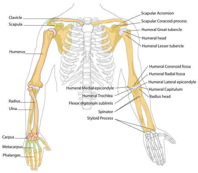 elbow wrist hand injuries diagram