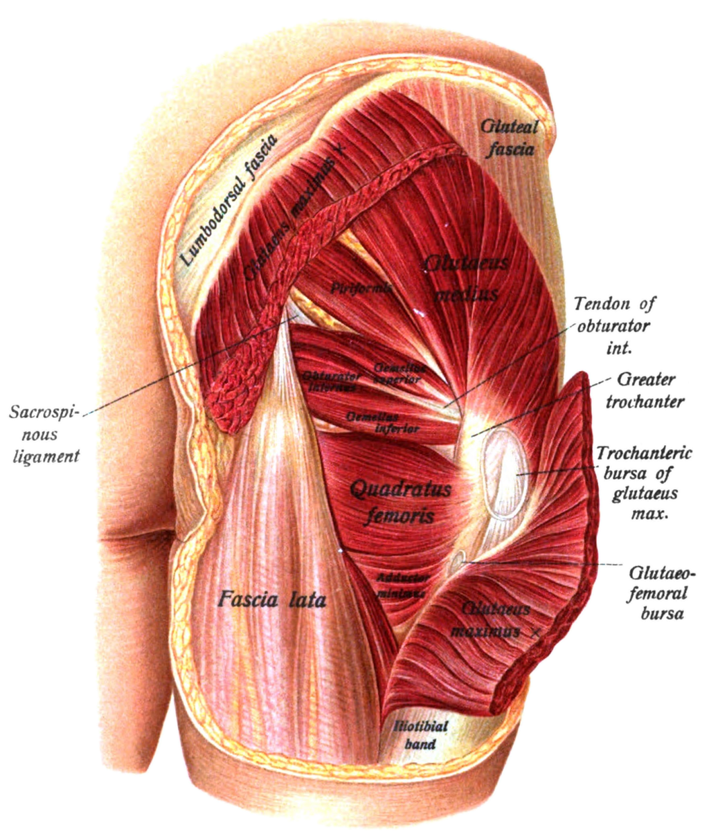 Right buttock from behind. The deep gluteal muscles